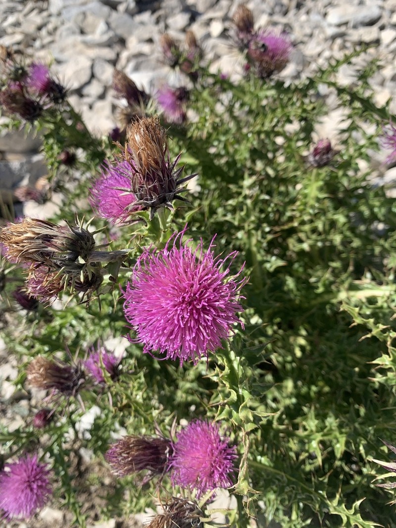 Carduus chrysacanthus photo 3