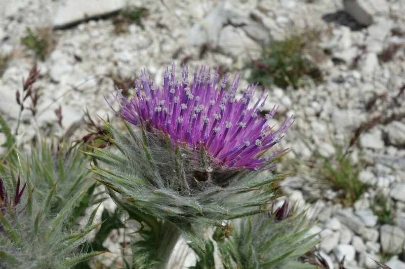 Carduus chrysacanthus photo 4