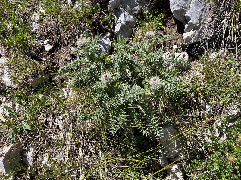 Carduus chrysacanthus photo 5