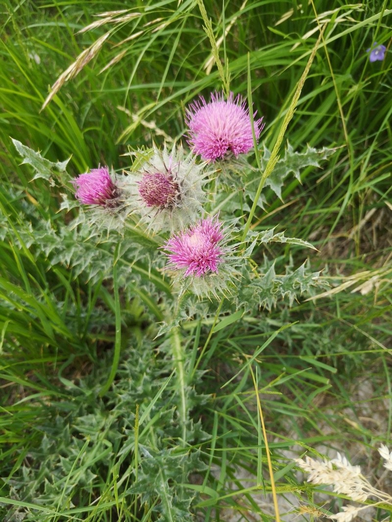Carduus chrysacanthus photo 6