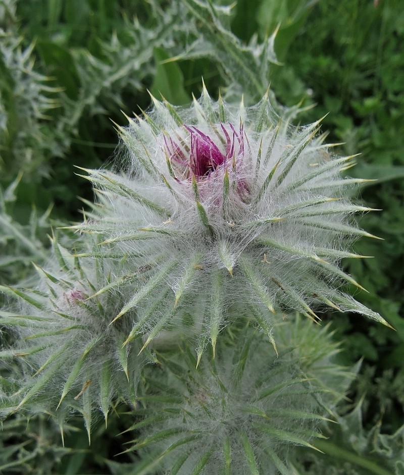 Carduus chrysacanthus photo 8