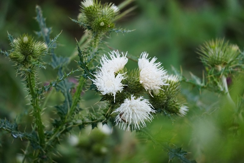 Carduus clavulatus
