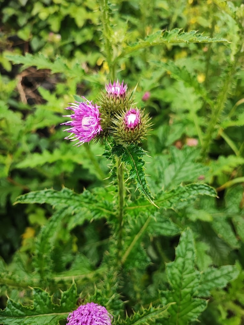 Carduus clavulatus photo 4