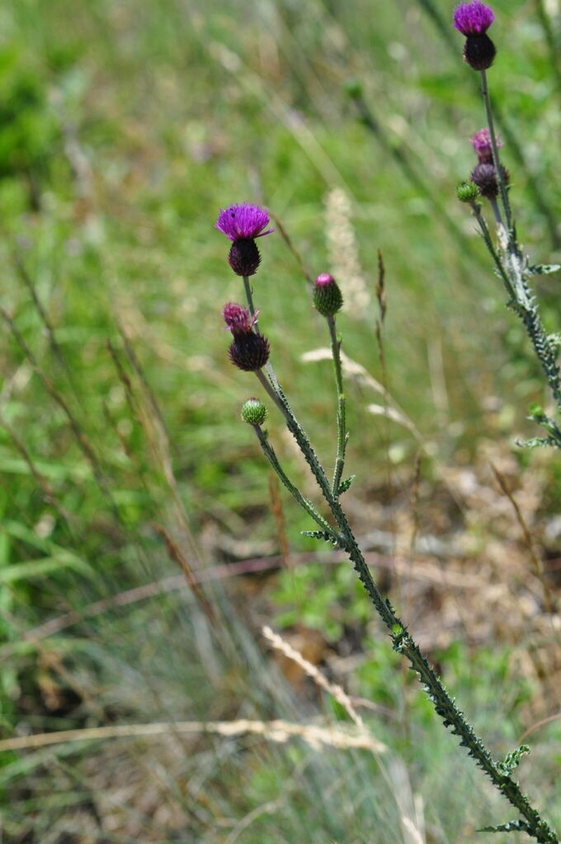 Carduus collinus