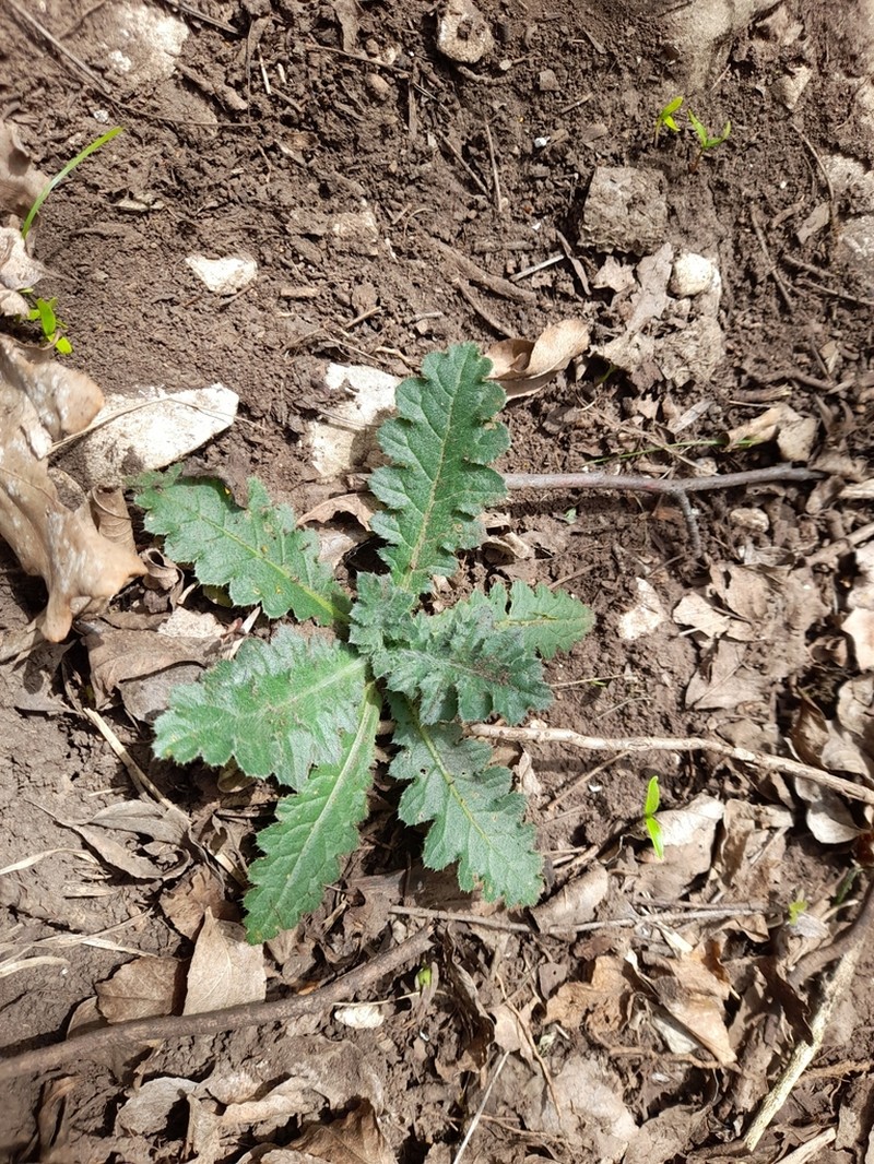 Carduus collinus photo 2