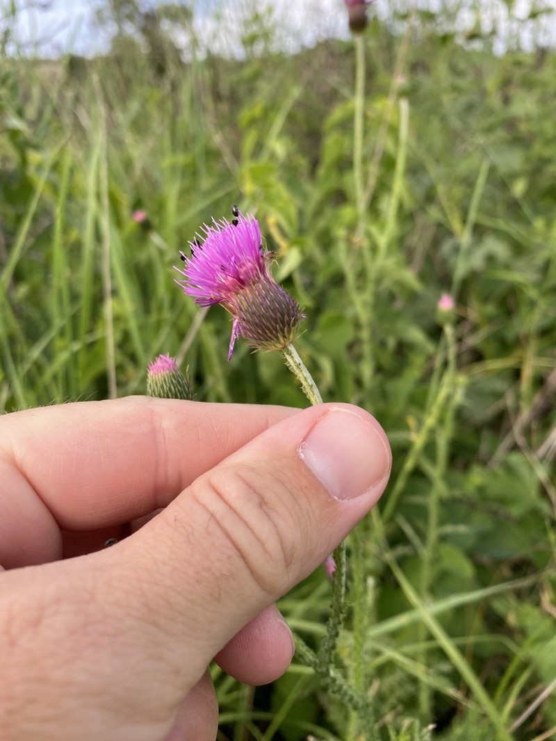 Carduus collinus photo 3