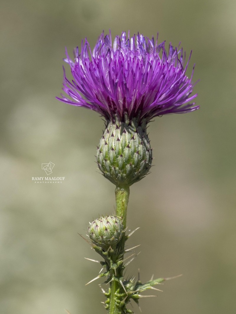 Carduus collinus photo 4