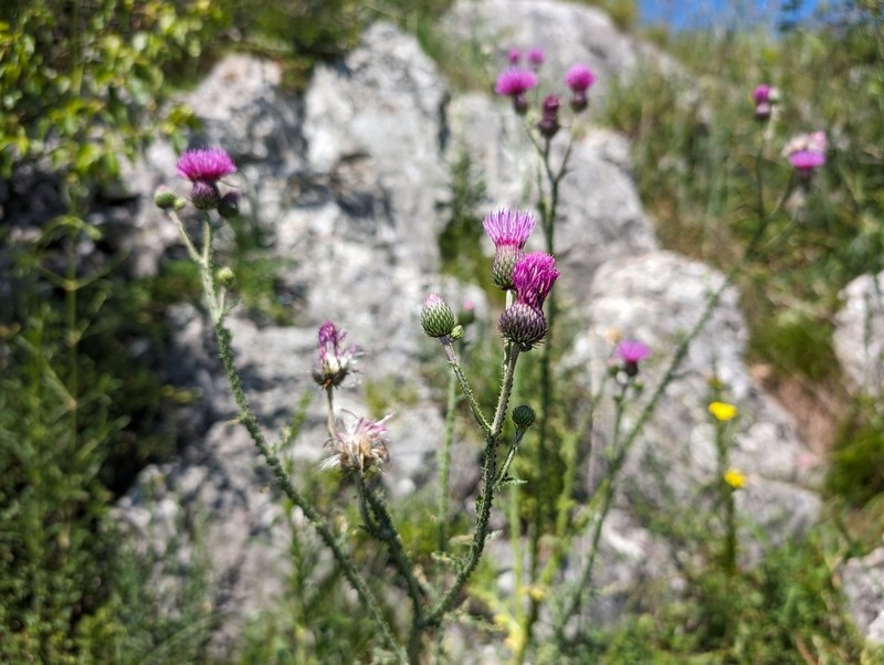 Carduus collinus photo 5