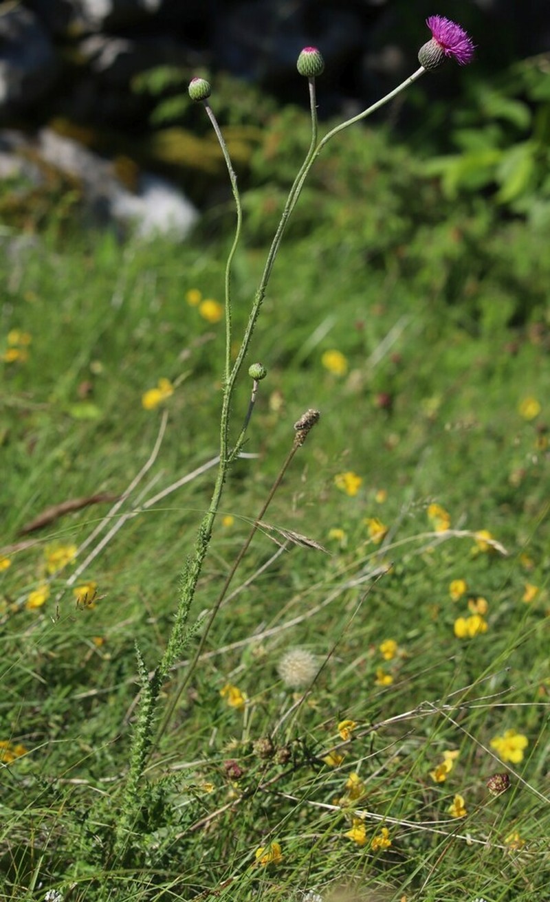 Carduus collinus photo 6