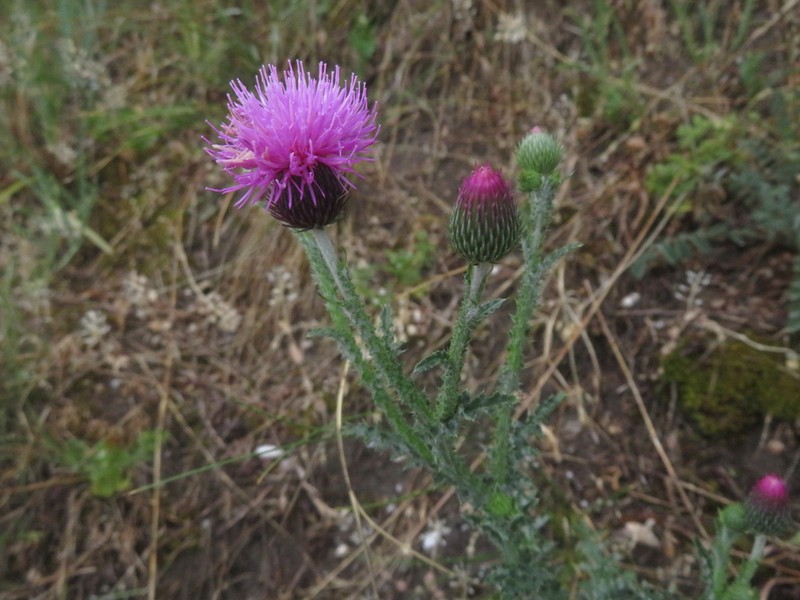 Carduus collinus photo 8