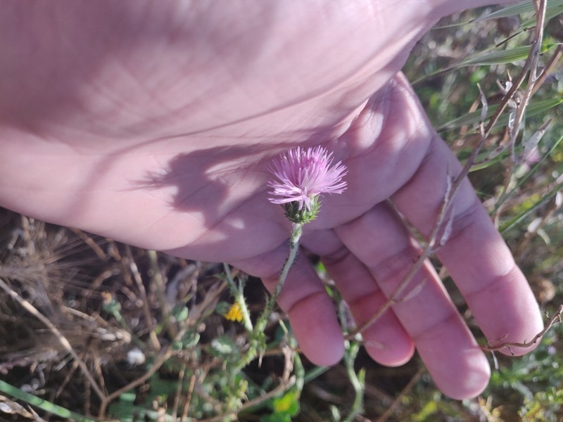 Carduus corymbosus
