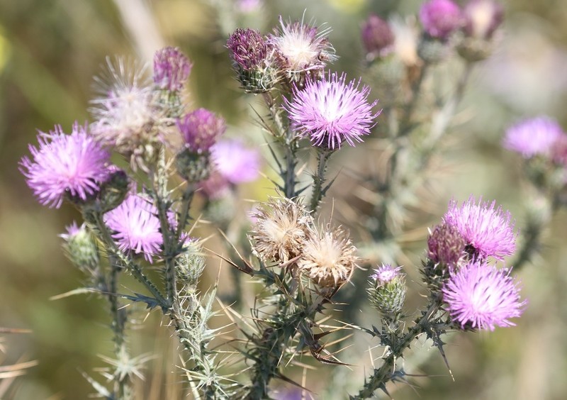Carduus corymbosus photo 2