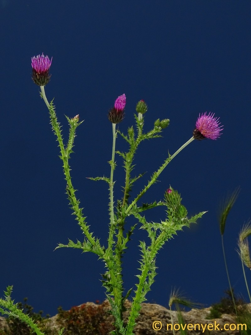 Carduus corymbosus photo 3