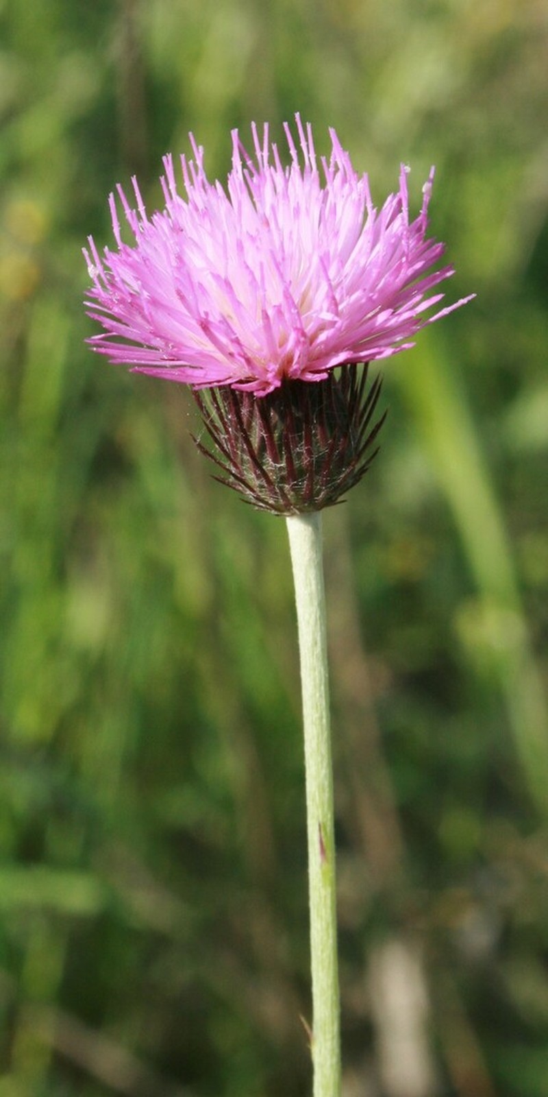 Carduus corymbosus photo 4