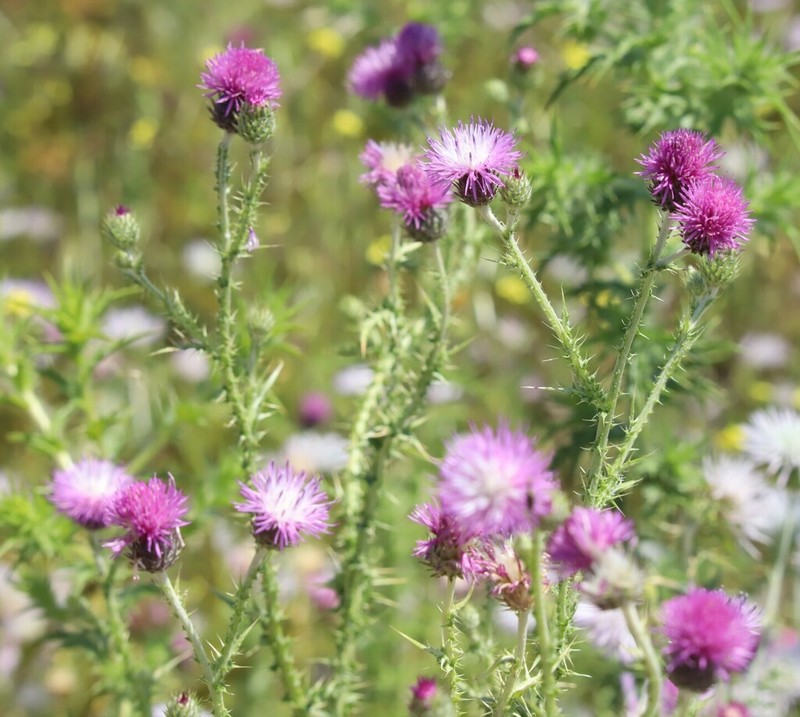 Carduus corymbosus photo 5