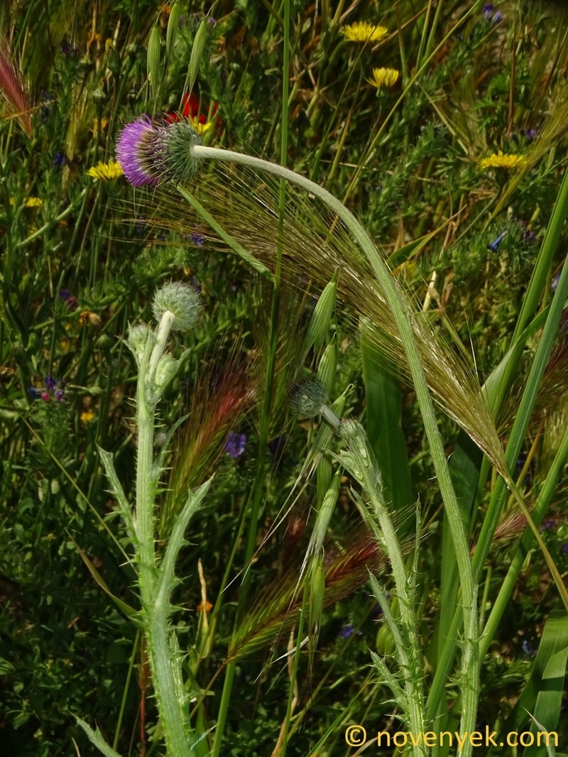 Carduus corymbosus photo 6