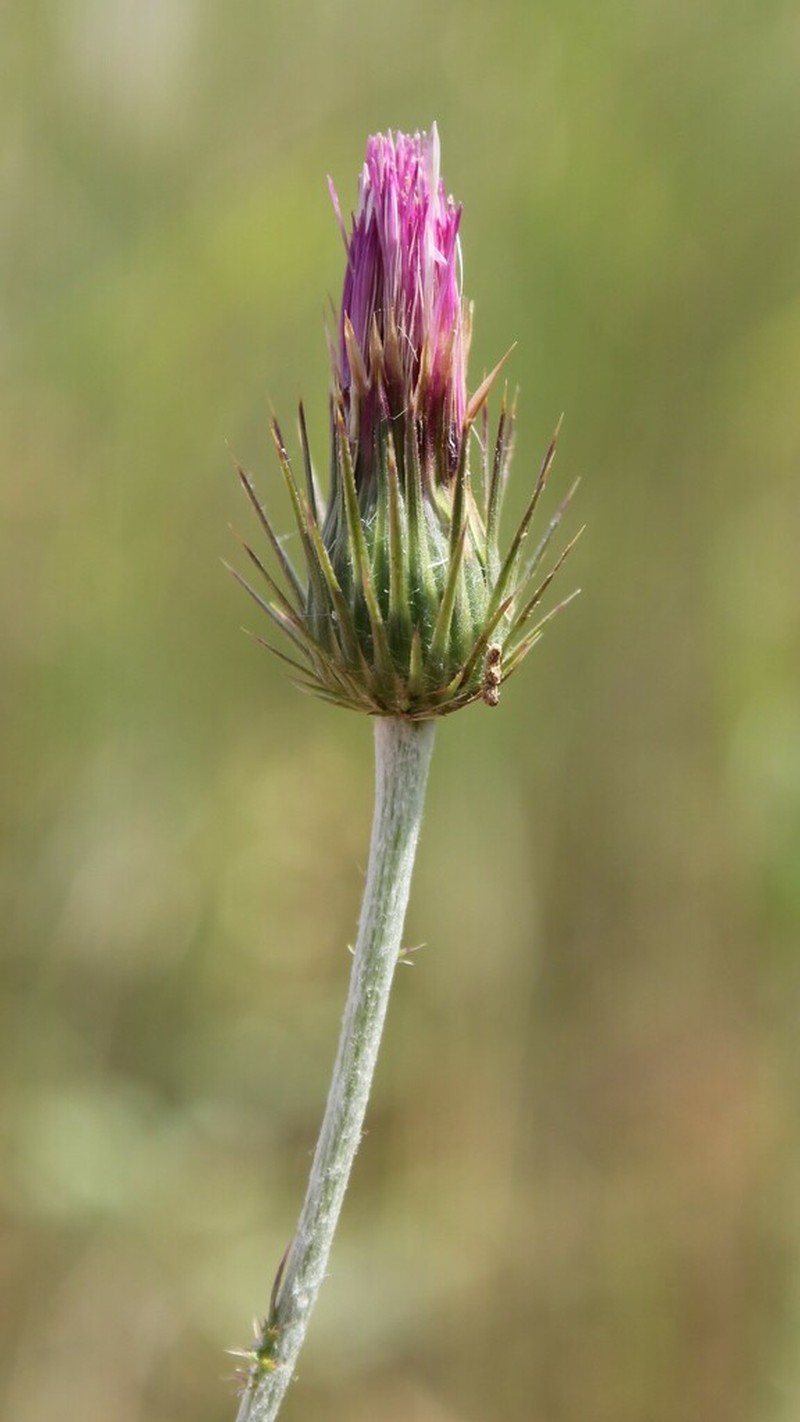Carduus corymbosus photo 7
