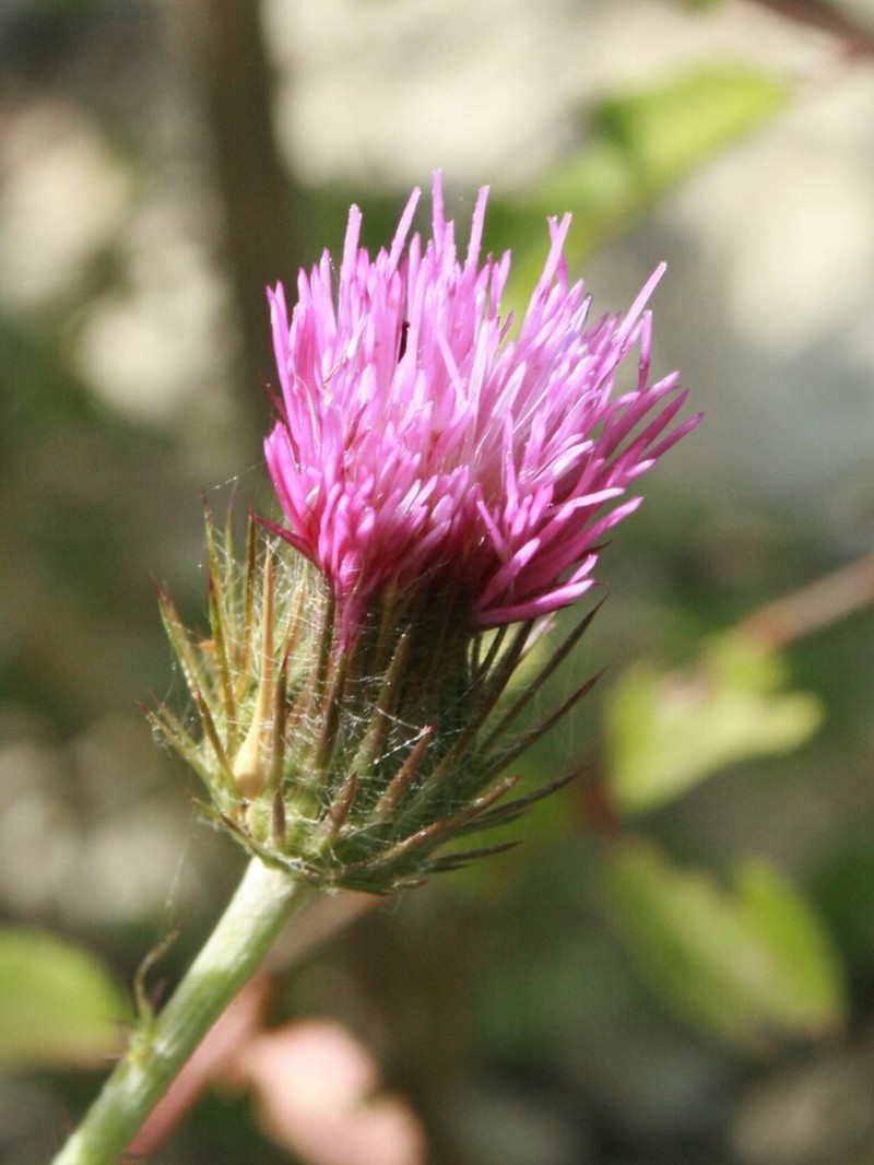 Carduus corymbosus photo 8