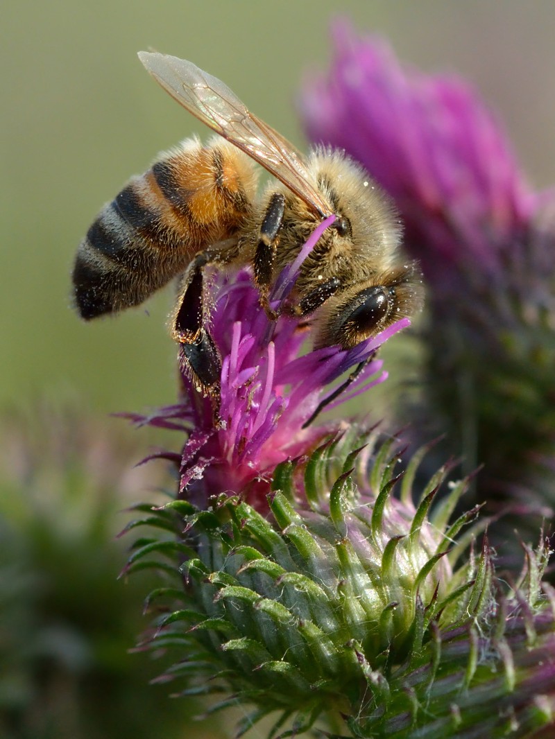 Curly Plumeless Thistle photo 2