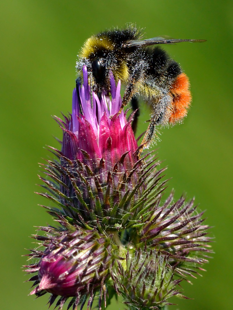 Curly Plumeless Thistle photo 3