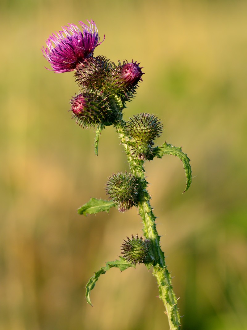 Curly Plumeless Thistle