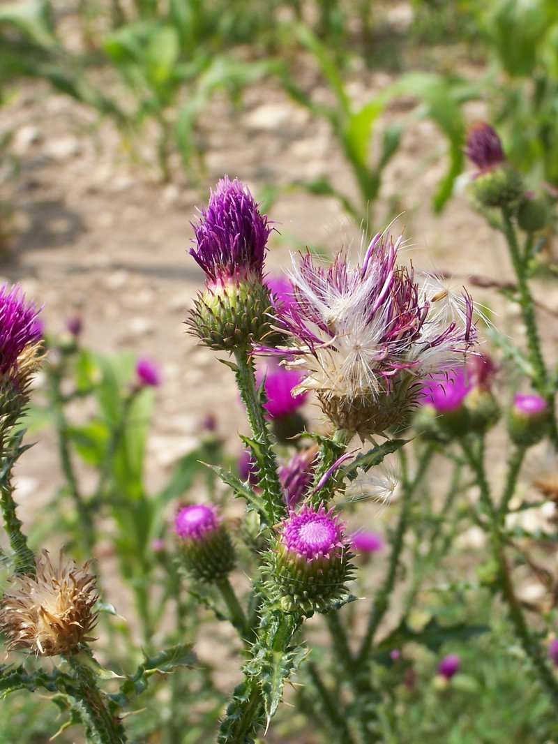Curly Plumeless Thistle photo 4