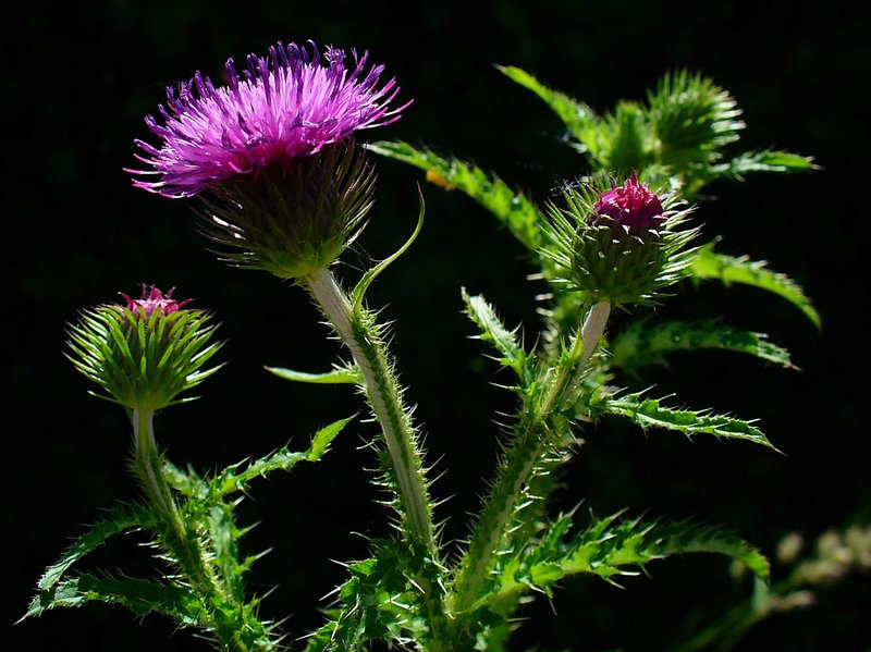 Curly Plumeless Thistle photo 5