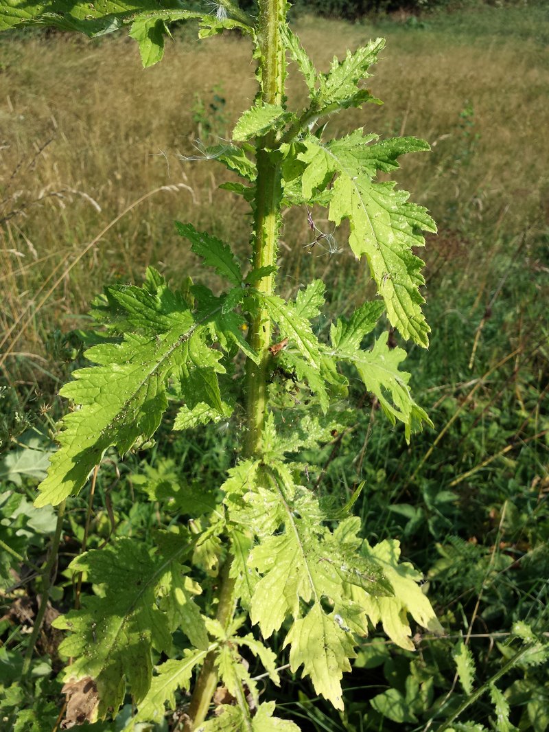 Curly Plumeless Thistle photo 6