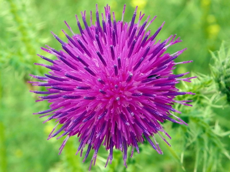 Curly Plumeless Thistle photo 7