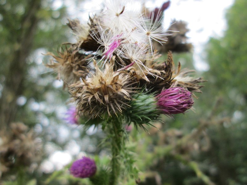 Curly Plumeless Thistle photo 8