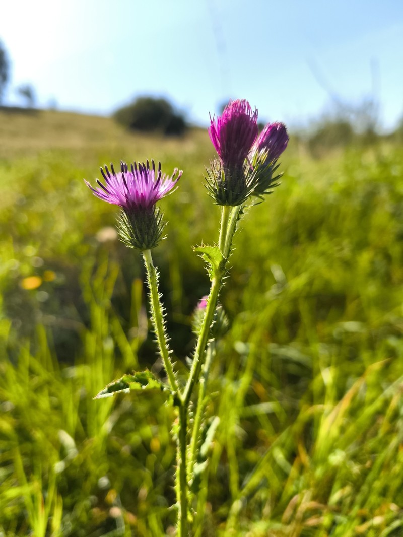 Carduus crispus subsp. crispus