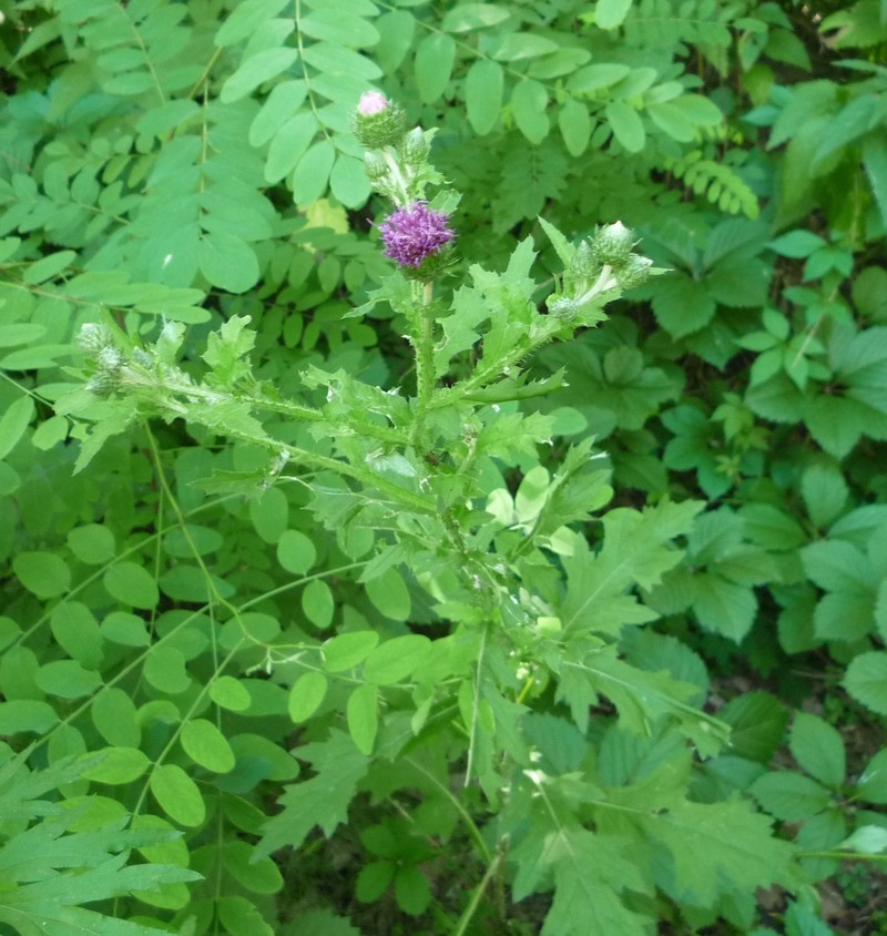 Carduus crispus subsp. crispus photo 2