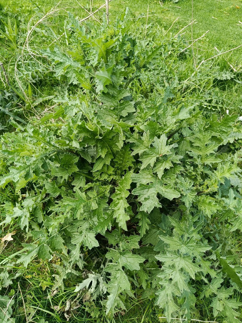 Carduus crispus subsp. multiflorus
