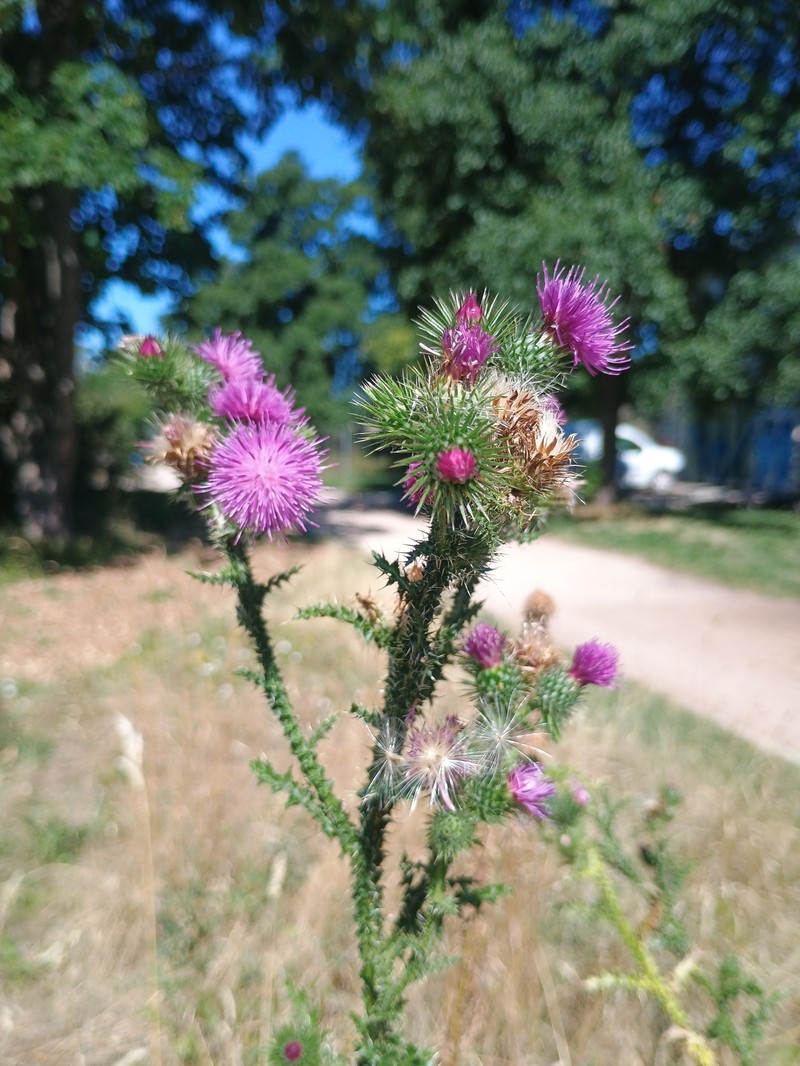 Carduus crispus subsp. multiflorus photo 2