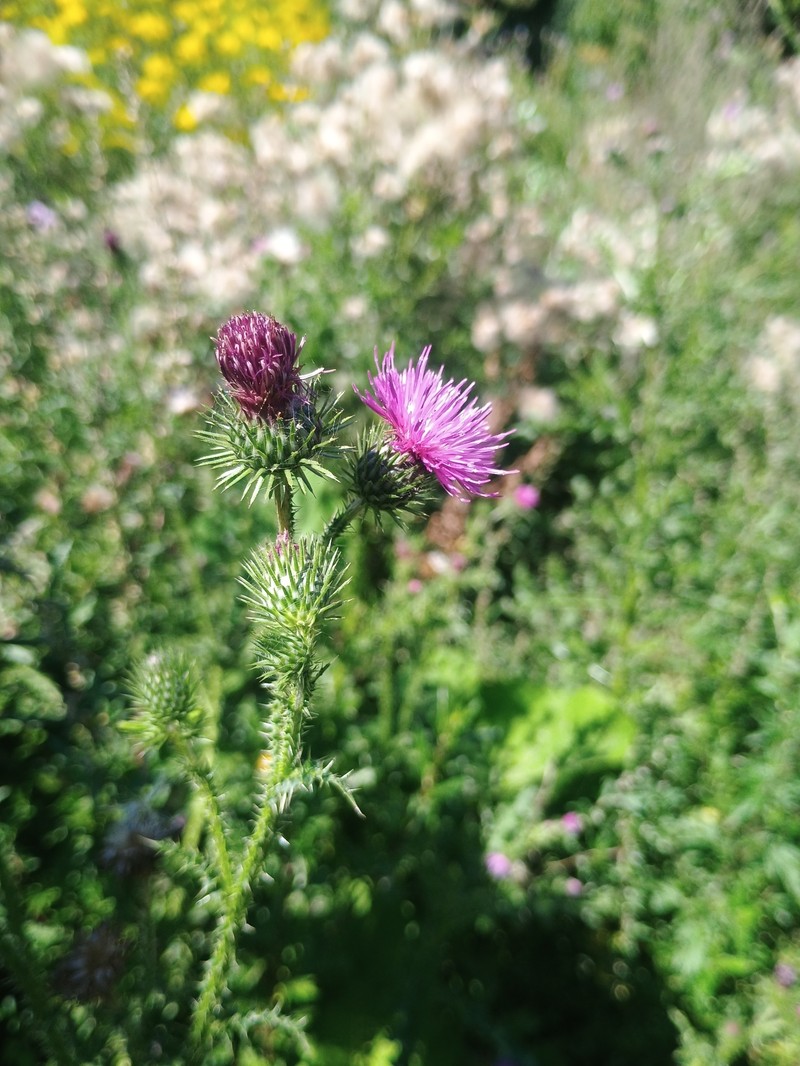 Carduus crispus subsp. multiflorus photo 3