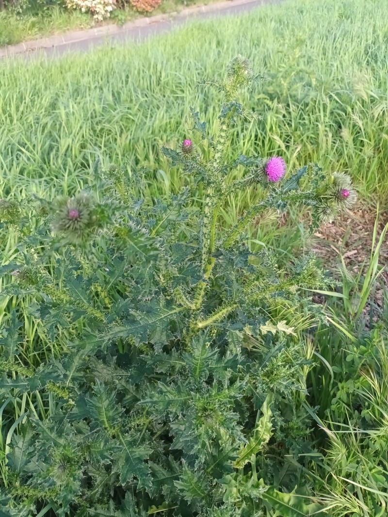 Carduus crispus subsp. multiflorus photo 4