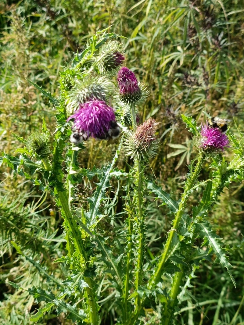 Carduus dahuricus photo 3
