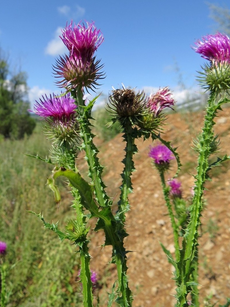 Carduus dahuricus photo 5