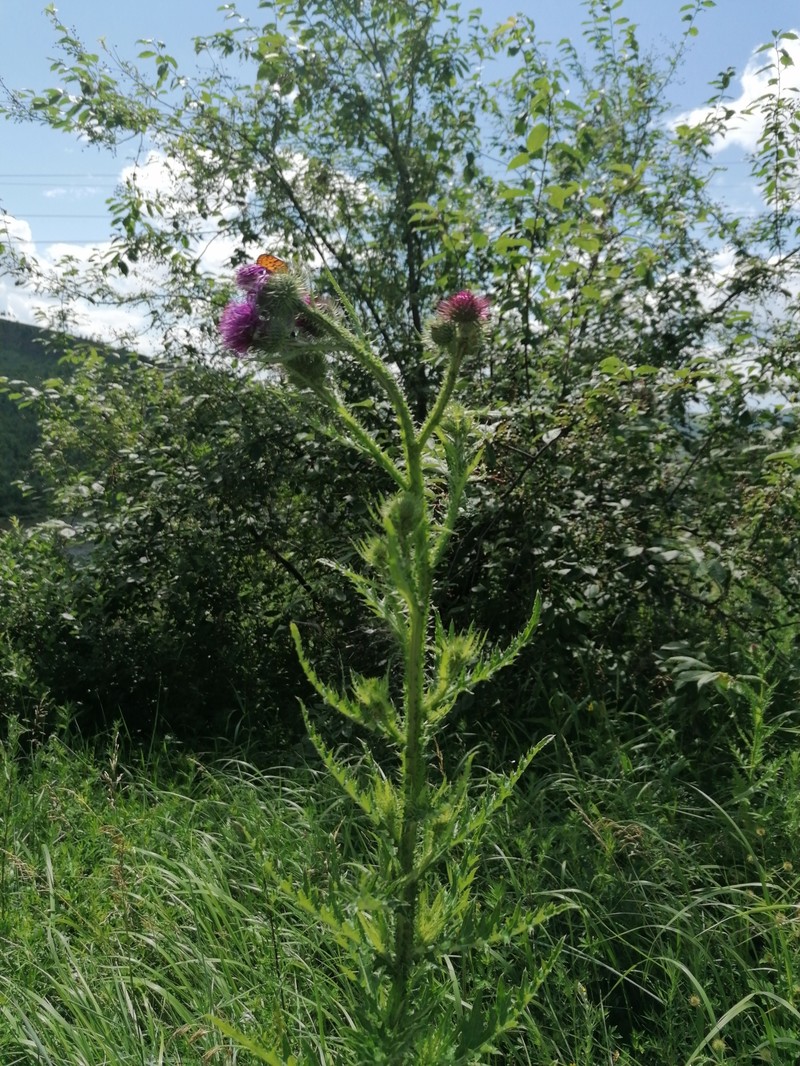 Carduus dahuricus photo 8