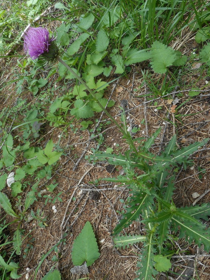 Carduus defloratus
