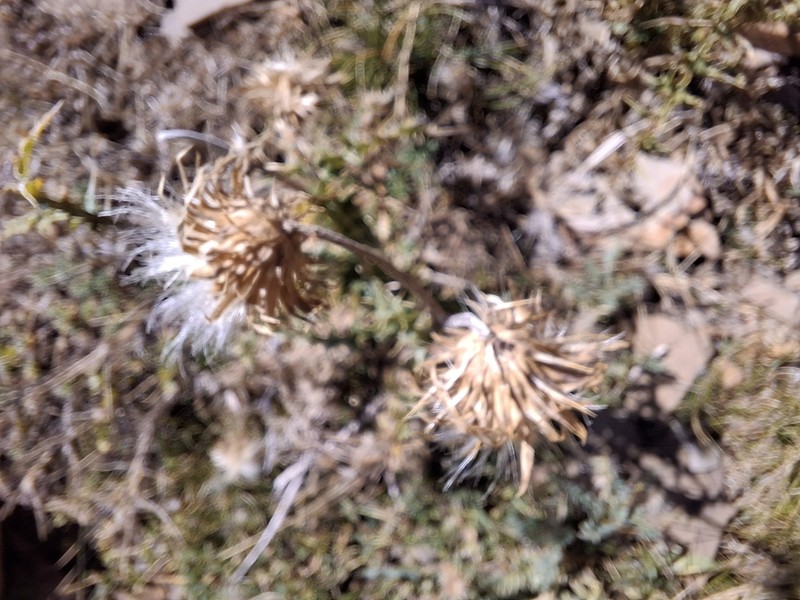 Carduus defloratus photo 2