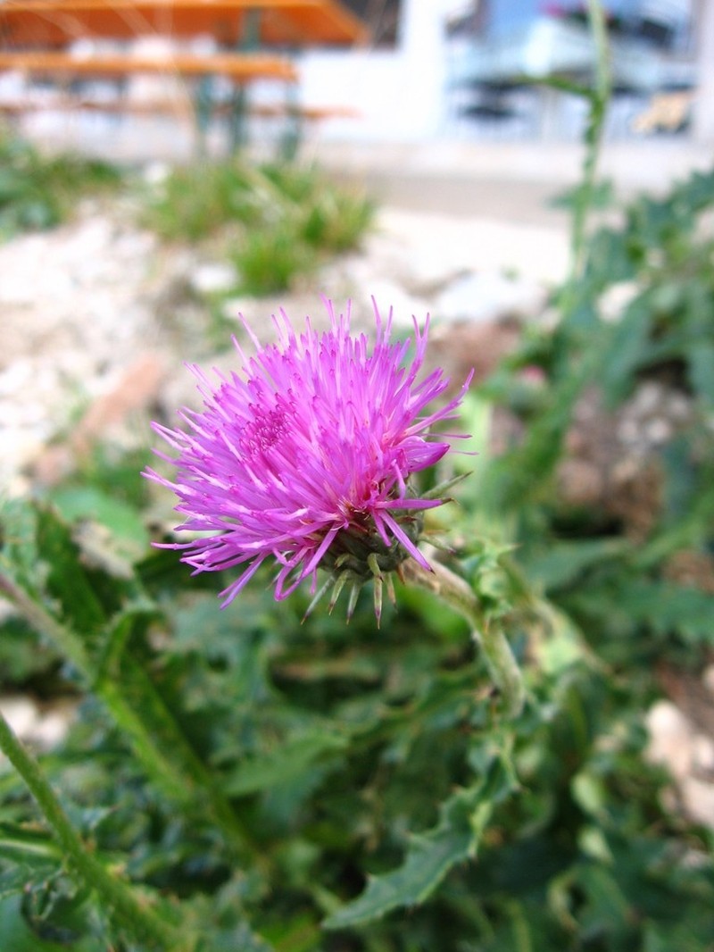 Carduus defloratus photo 4
