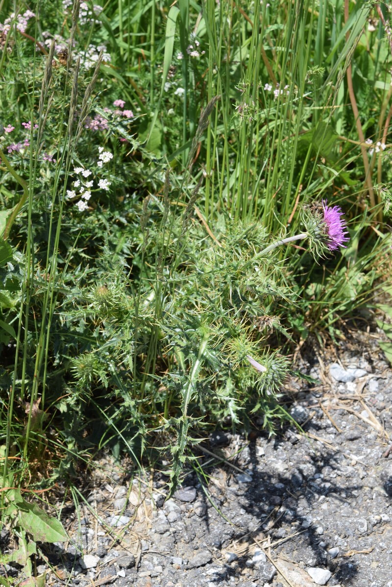 Carduus defloratus subsp. carlinifolius photo 2