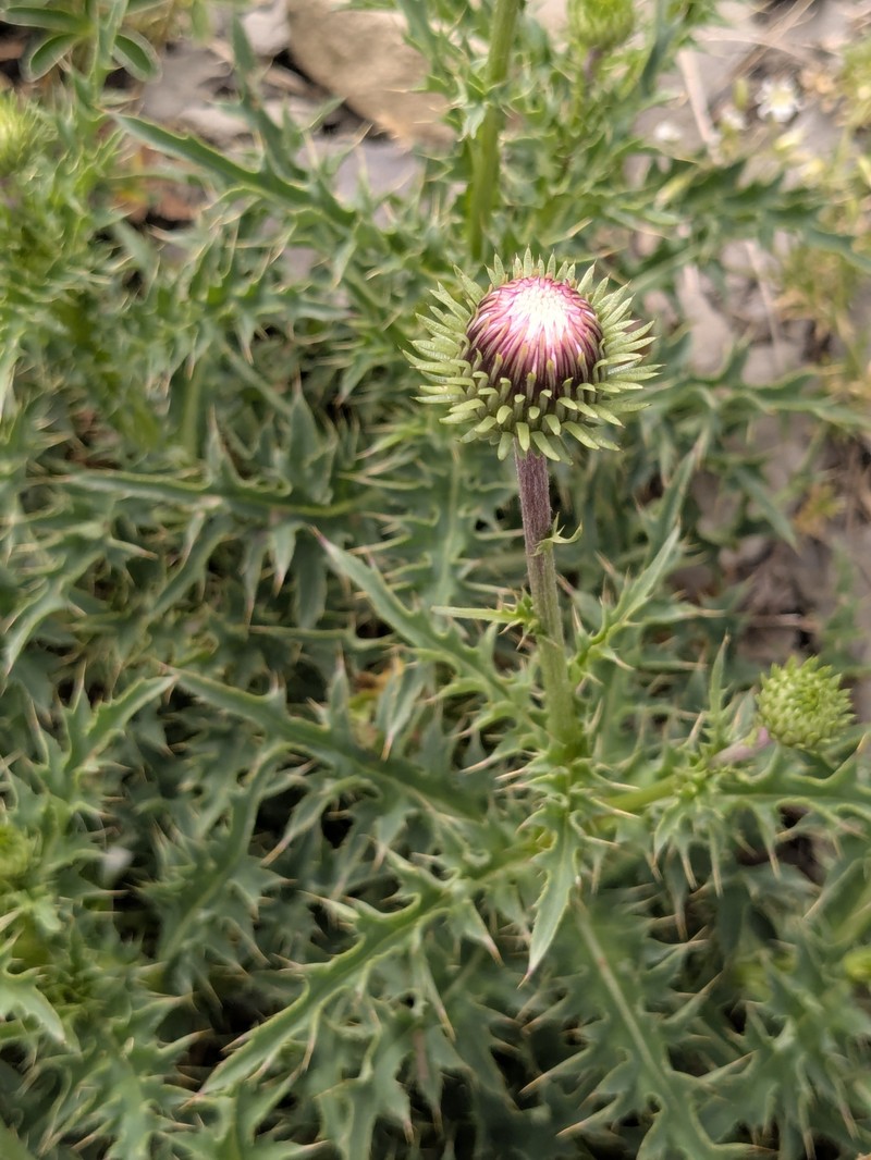 Carduus defloratus subsp. carlinifolius photo 3