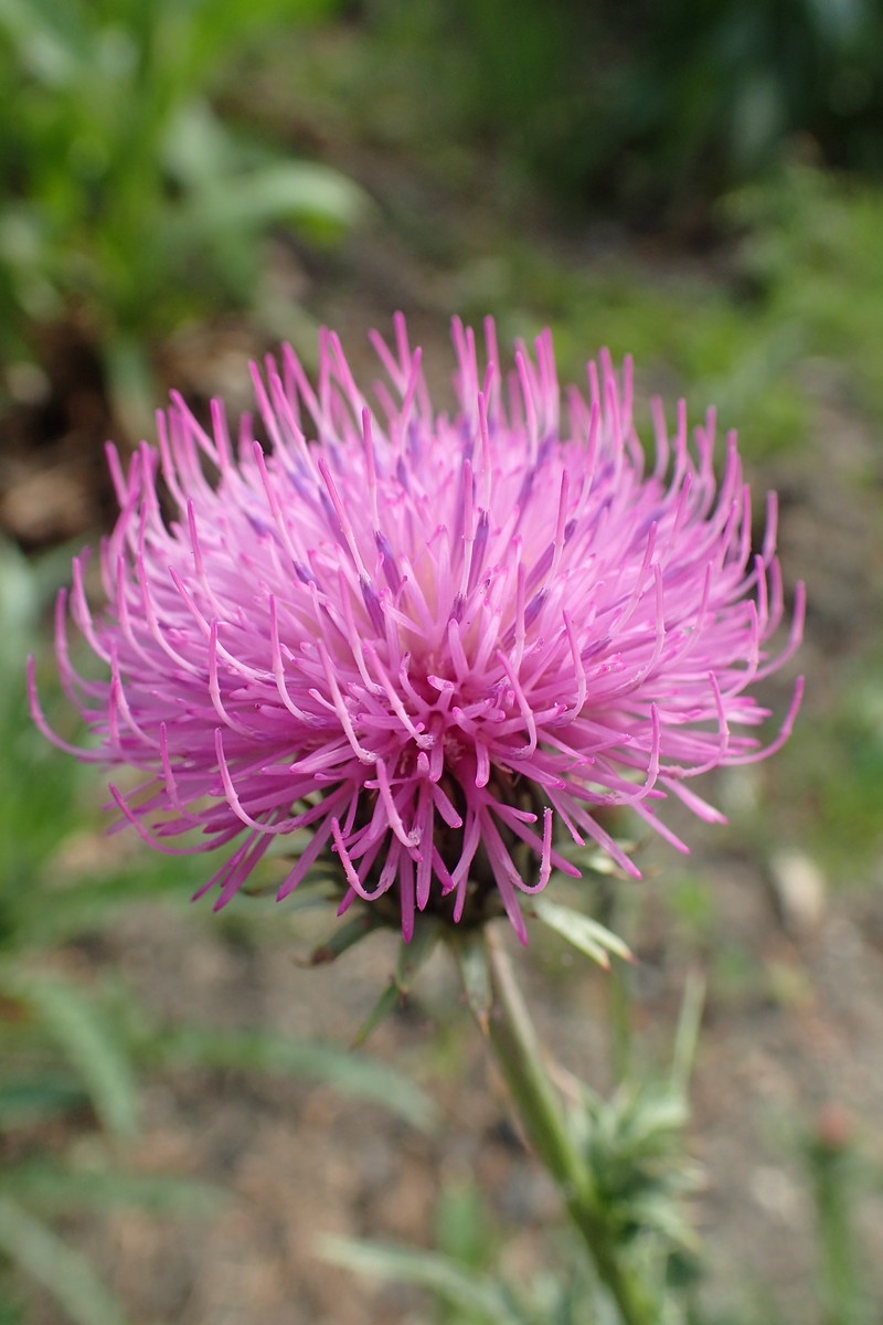 Carduus defloratus subsp. carlinifolius photo 4