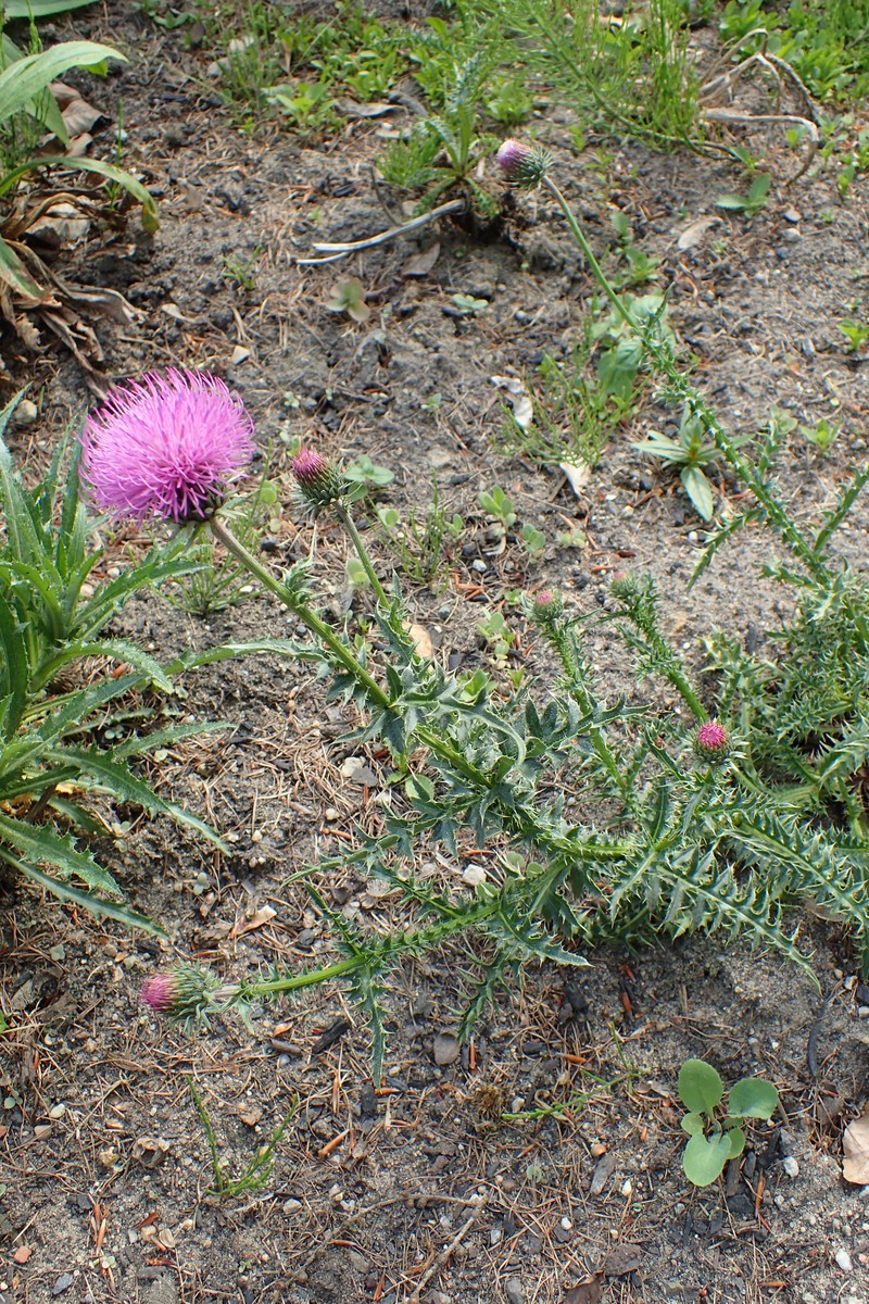 Carduus defloratus subsp. carlinifolius photo 5