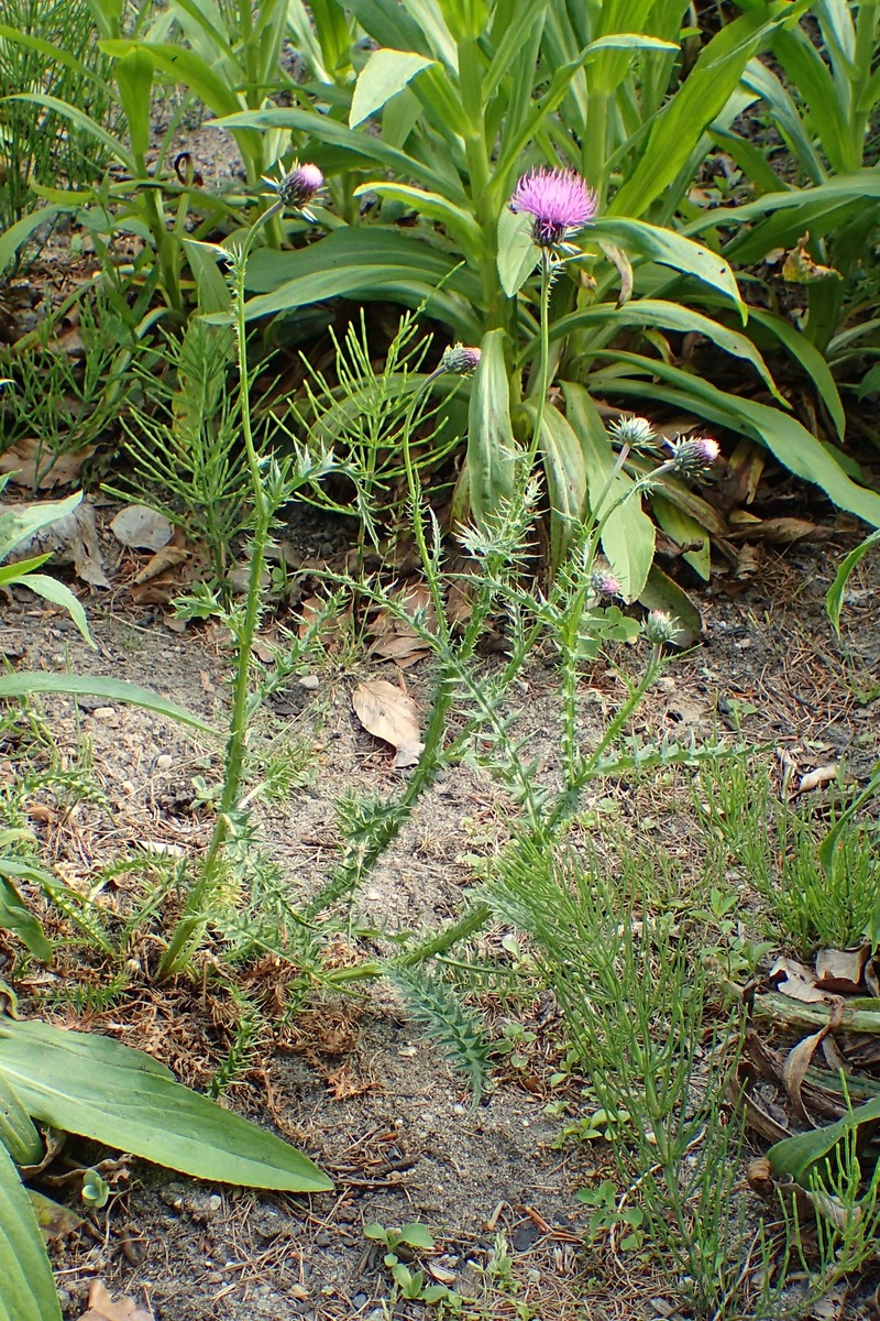 Carduus defloratus subsp. carlinifolius photo 6