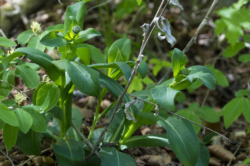 Carduus defloratus subsp. glaucus photo 2