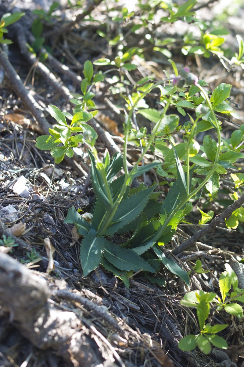 Carduus defloratus subsp. glaucus photo 3