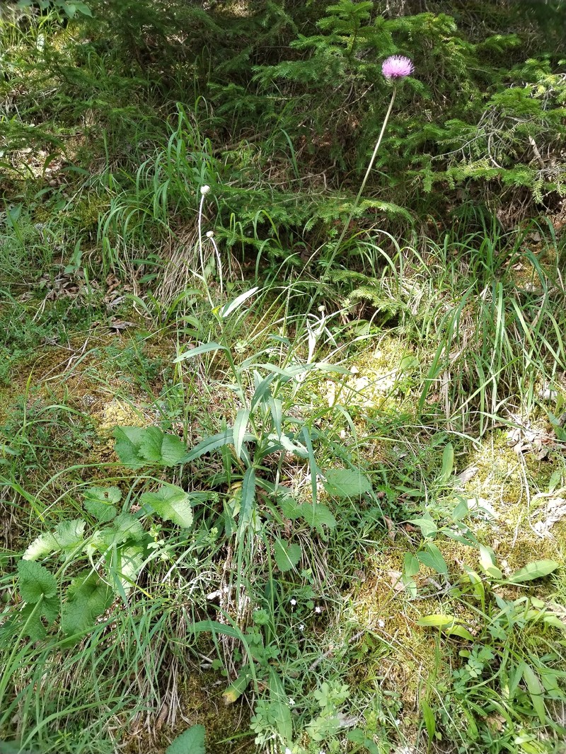 Carduus defloratus subsp. glaucus photo 4